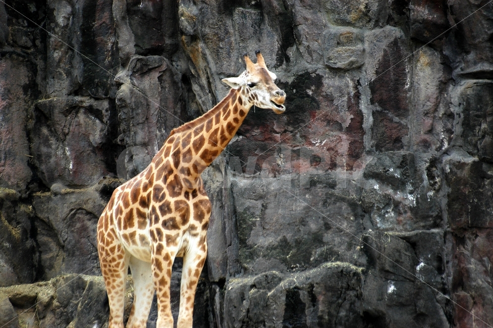기린,동물,포유류,동물원,사육,자연,바위,동물,animal,포유류,mammal