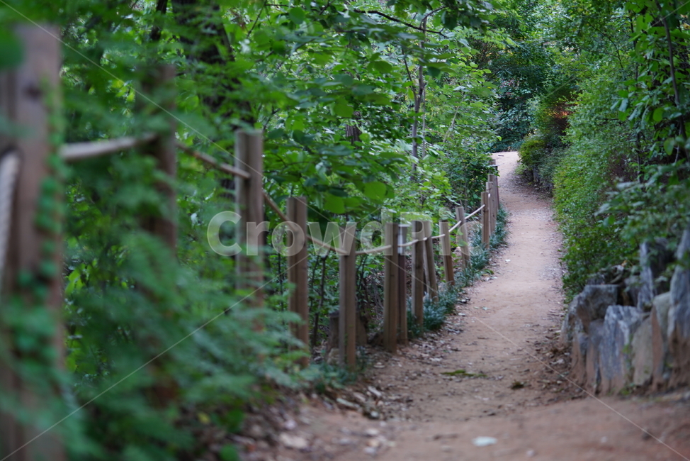 길,산책,등산로,road,자연,숲,산보,흙,땅,outdoors,옥외,자연,풍경,nature,landscape