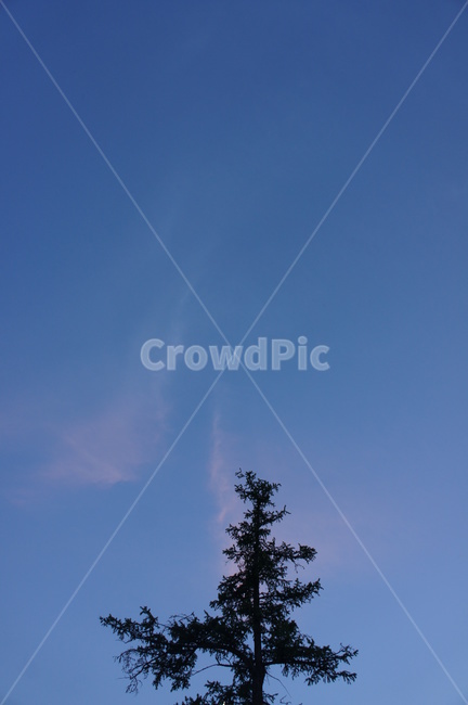 나무,하늘,석양,sky,tree,sunset,자연