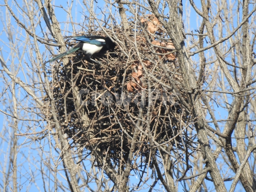 동물,animal,자연,bird,새,동물,animal,조류,새,birds