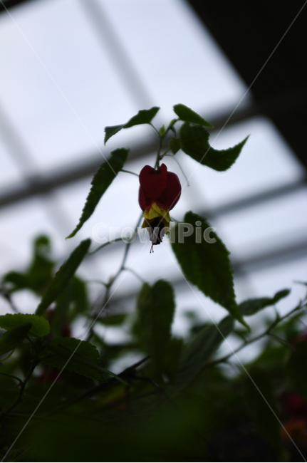 꽃,식물,flower,plant,아브틸론,식물,자연,plants,nature,꽃,flower