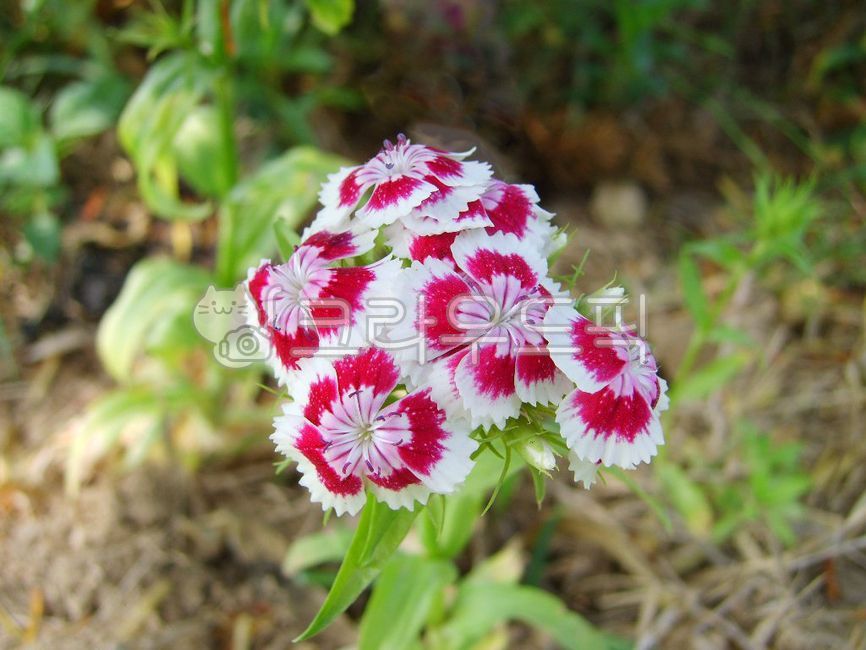 꽃,꽃잎,꽃다발,꽃꽂이,야생화,자연,접사