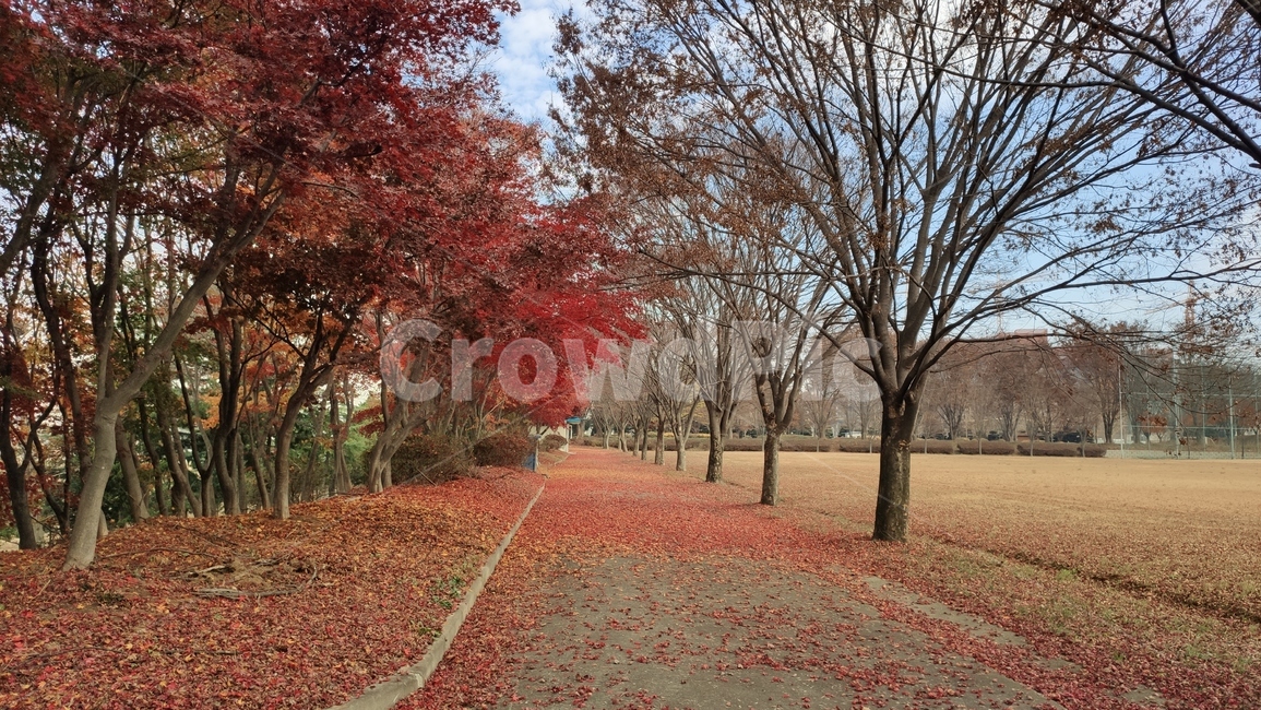 단풍길,가로수,경치,가을단풍,tree,나무,plant,식물,treetrunk,나무줄기,maple,단풍,가을,계절,fall,autumn,season,식물,자연,plants,nature,나무,trees,wood