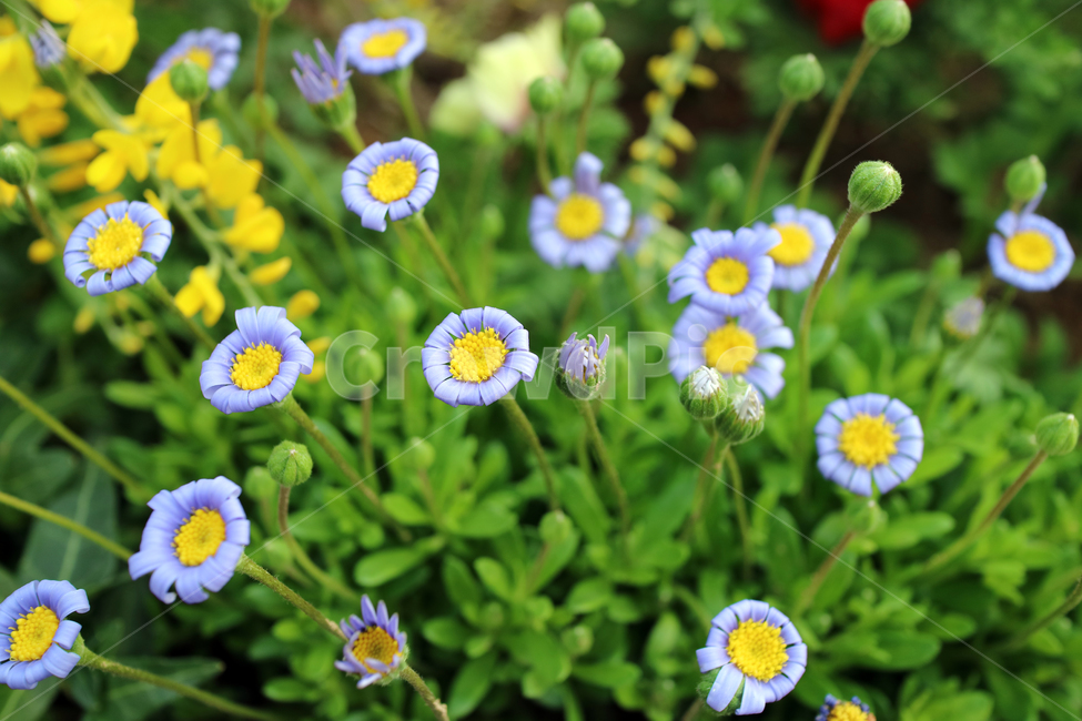 꽃,flowers,봄,계절,식물,자연,꽃밭,정원,아름다움,뷰티,배경이미지,백그라운드,배경,클로즈업,가드닝,텃밭,화려한,꽃잎,꽃송이,꽃봉오리,보라,보라색꽃,식물,자연,plants,nature,꽃,flower