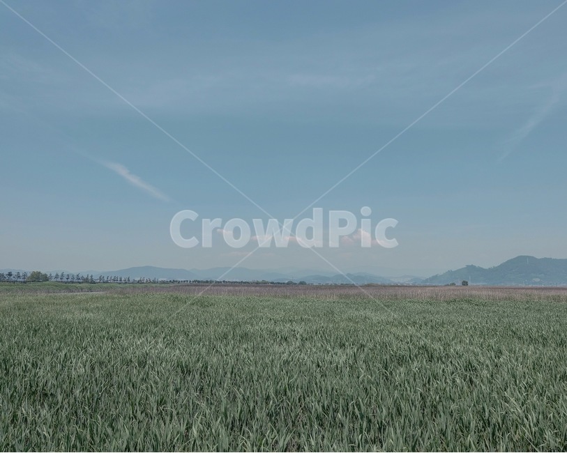 순천만,갈대,소풍,여름,하늘,자연,풍경,nature,landscape,field,들
