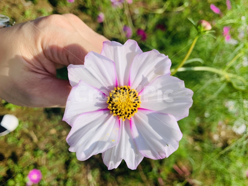 pollen,plant,식물,꽃,코스모스,가을꽃