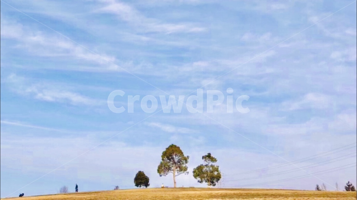 plant,식물,tree,언덕,hill,sky,bluesky,푸른하늘,여름하늘,나무,나무한그루,동화
