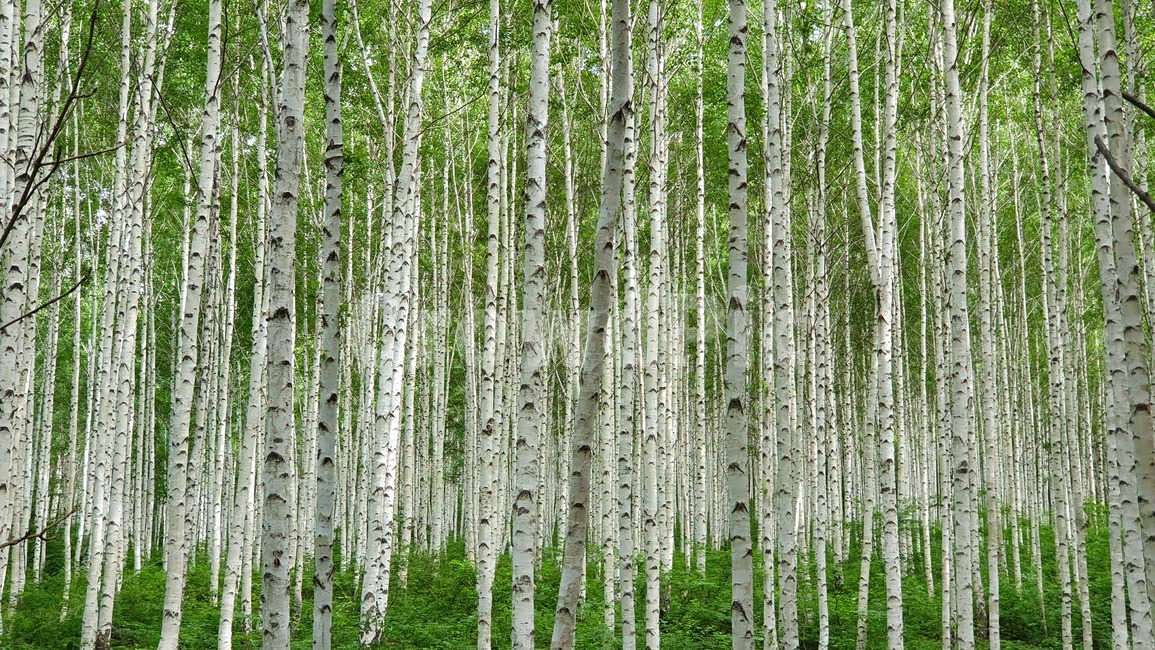 자작나무,계절,여름,birch,forest