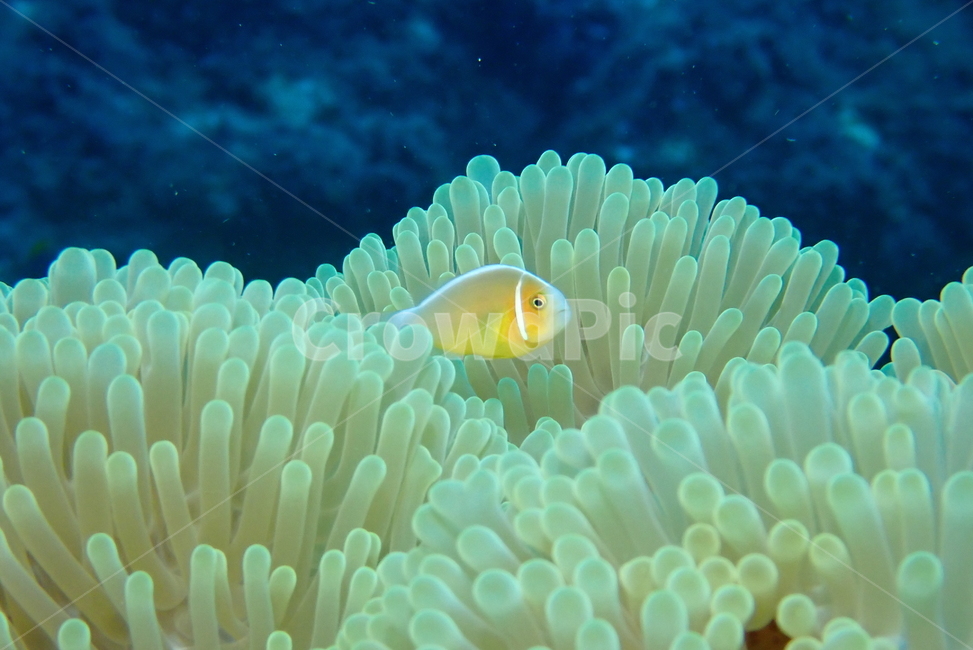 니모,니모를찾아서,공생,말미잘,아네모네피쉬,동물,animal,어류,물고기,fish