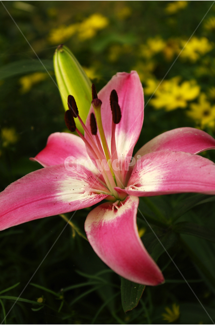 백합,꽃,식물,flower,color,nature,자연,꽃밭,식물,자연,plants,nature,꽃,flower