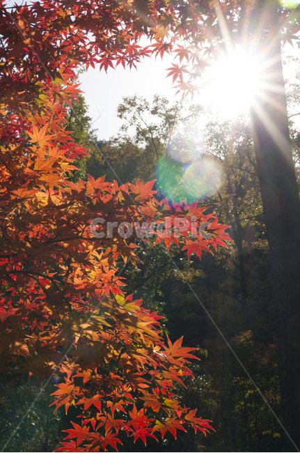 단풍,가을,플레어,maple,잎,나무,식물,leaf,가을,계절,fall,autumn,season,plant,tree