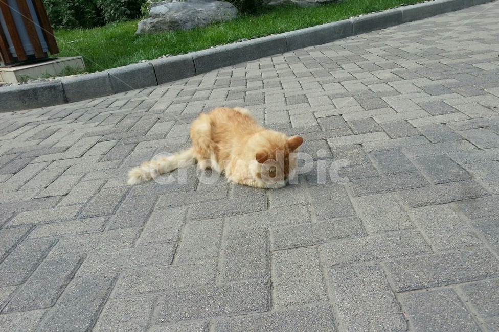 고양이,길고양이,귀여움,수면,절