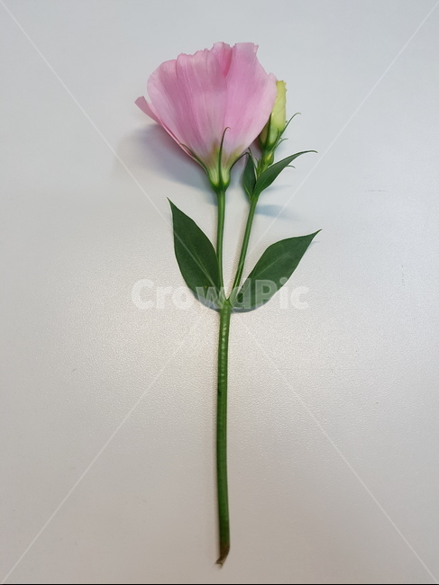 리시안서스,꽃도라지,분홍,녹색,꽃선물,한송이,분홍꽃,꽃,flower
