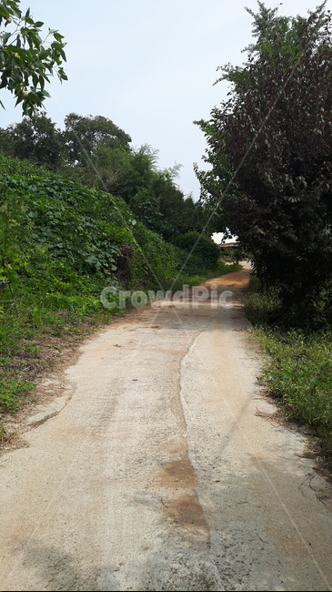 시골길,들길,아스팔트길,담쟁이덤굴,돌담길,숲길,시골,마을,풍경,landscape,country,rural,town