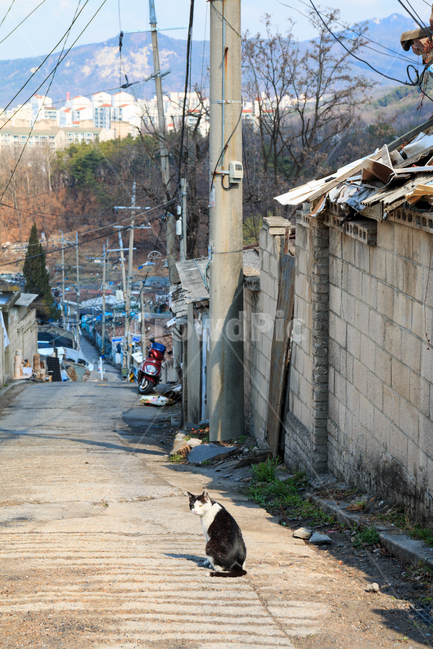 고양이,길고양이,검은고양이,길냥이,도둑고양이,동물,산동네,달동네,빈민가,떠도는,방황하는,경계하는,내리막,골목길,골목길,alley,동물,animal,포유류,mammal,고양이,cat,kitten,kitty
