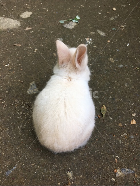 토끼,아기토끼,새끼토끼,산토끼,집토끼,뒷모습