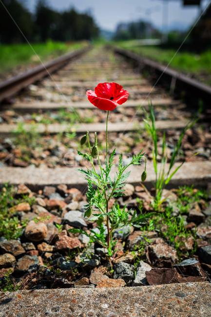 남원역,양귀비,철로,꽃,빨간꽃,식물,자연,plants,nature,꽃,flower