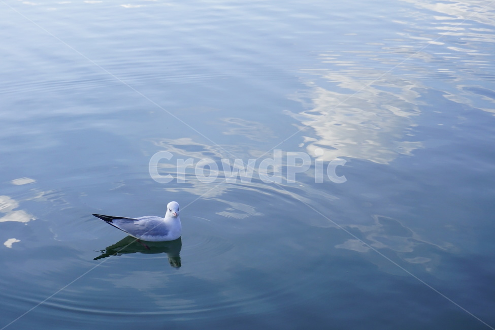 일본,공원,호수,갈매기,새,여유,고요,peaceful,silent,bird,seagull,lake,japan,park,풍경,자연,nature,동물,animal,조류,새,birds