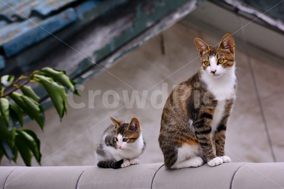 동물,고양이,괭이,냥이,들냥이,산동네,지붕,어미,새끼,나란히,반려동물,흉내,따라하기,포즈,모습,귀여운,예쁜,자세,달동네,아날로그,정겨운,재개발,시안,디자인,디자이너,출판,편집,책자,서적,사보,카다로그,콘텐츠,리플렛,브로셔,컨셉,콘셉,컨셉트,모바일,전단,광고,sns,ebook,웹,마케팅,마켓팅,필,느낌,서정,emotion,feeling,주택,집,하우스,concept,old,빈티지,변두리,외곽,풍경,건물,둘,눈,cat,동물,animal,포유류,mammal,고양이,cat,kitten,kitty