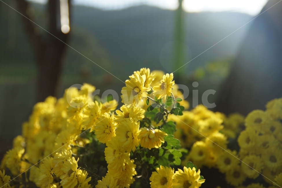 노란꽃,꽃,봄,햇살,yellow,가을,봄,계절,spring,season,휴식,힐링,rest,relaxation,healing,식물,자연,plants,nature,꽃,flower,plant,blossom