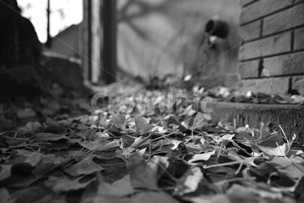 plant,식물,leaf,잎,ground,바닥,낙엽,단풍,흑백,가을,계절,fall,autumn,season,식물,자연,plants,nature