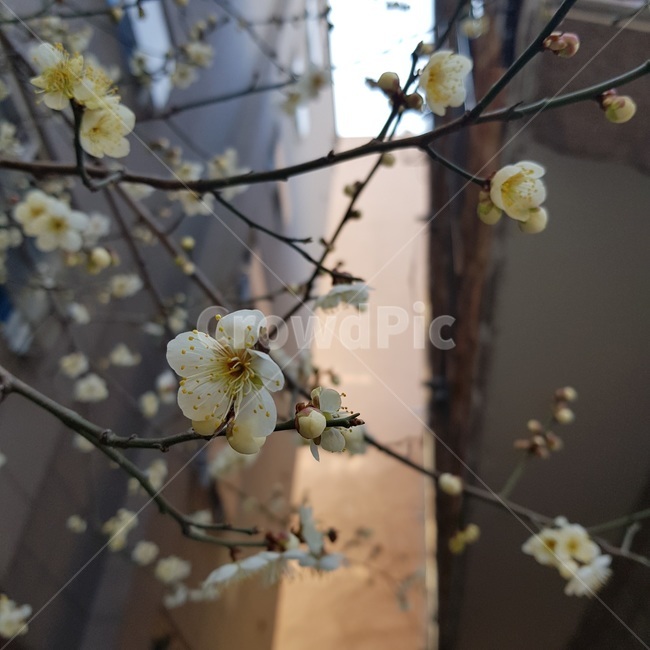 plant,식물,flower,꽃,blossom,벚꽃,cherryblossom,봄꽃,봄,꽃구경
