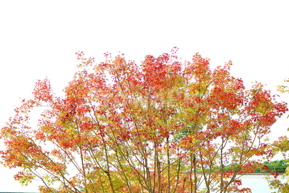 나무,단풍,단풍나무,식물,가을,자연,풍경,단풍잎,하늘,계절,가을,계절,fall,autumn,season,자연,풍경,nature,landscape,식물,plants,나무,trees,wood,maple,tree,plant,leaf,잎