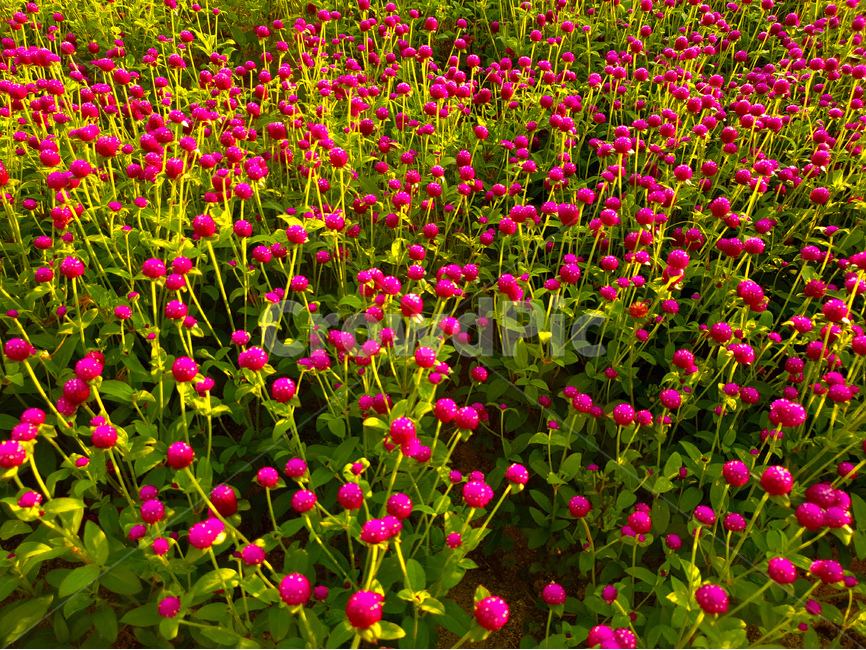 천일홍,꽃,풍경,빛,해,아침,식물,자연,plants,nature,꽃,flower