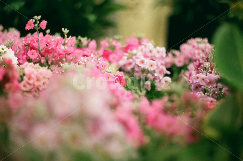 꽃,flower,필름,분홍색꽃,식물,식물,자연,plants,nature,꽃,flower