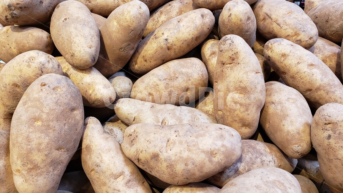 감자,황토색,채소,갈색,potatoes
