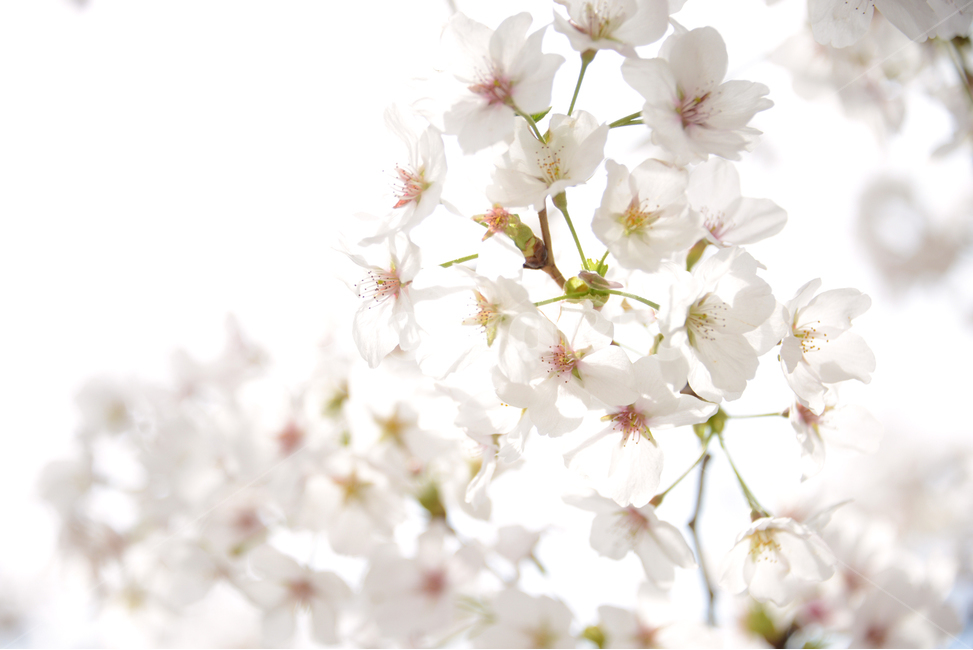 봄,벚꽃,꽃,봄이미지,꽃과햇빛,봄,계절,spring,season,식물,자연,plants,nature,꽃,flower,휴식,힐링,rest,relaxation,healing,plant