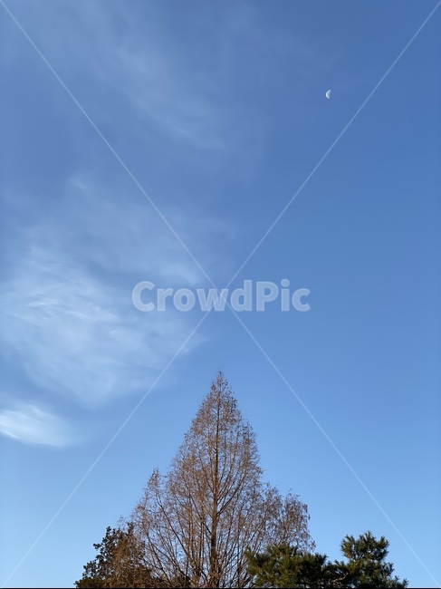tree,나무,하늘,sky,달,구름