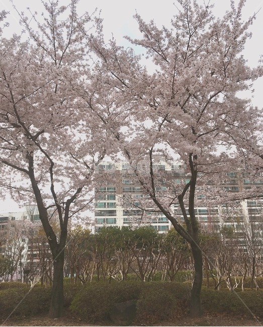 벚꽃,꽃,꽃나무,cherryblossoms,flowers
