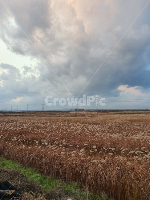 nature,자연,갈대,하늘,가을,풍경,landscape
