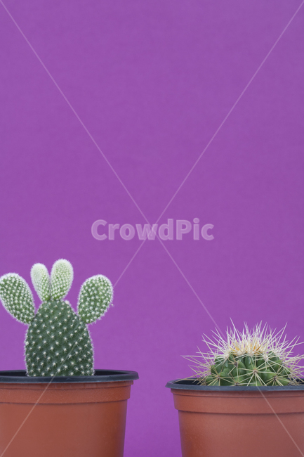 선인장,플랜테리어,다육식물,식물,인테리어,다육,가시,화분,오브젝트,열대식물,배경,백그라운드,그린,녹색,보라색,퍼플,클로즈업,자라다,성장,보태니컬,데코,데코레이션,물주기,사막식물,반려식물,분갈이,공기정화,수경재배,소확행,아열대식물,백도선,다육이,가드닝,가든,정원,금호,식물,자연,plants,nature,실내용화초,화분,화초,house plant