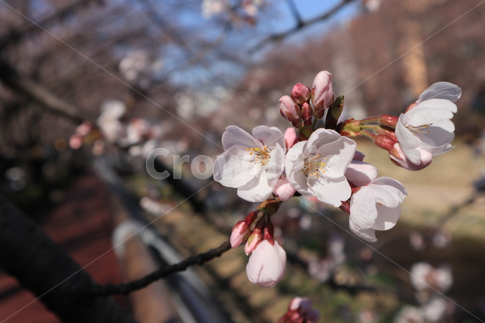 봄,벚꽃,꽃,spring,계절,시즌,season,꽃봉우리