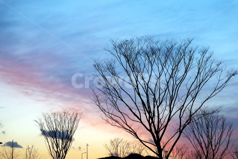 seoul,sunset,tree,silhouette,shadow,sky,pink,blue,pastel,landscape,nature,서울,도시,자연,풍경,하늘,석양,핑크,파스텔톤,실루엣,그림자,자연,풍경,nature,landscape,식물,plants,나무,trees,wood,outdoors,옥외