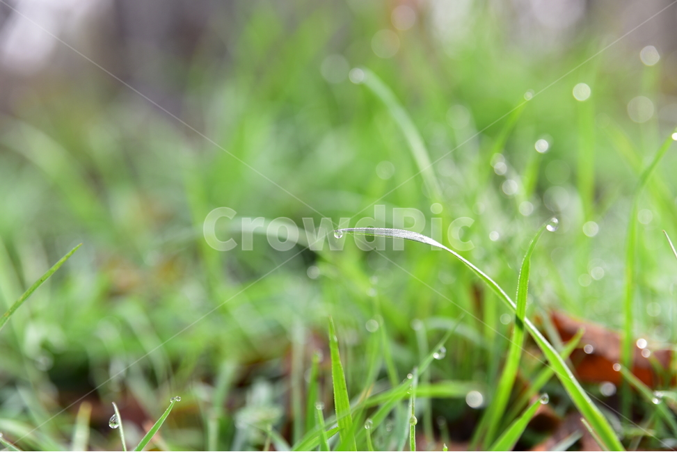 자연,이슬,식물,새벽,봄,봄,계절,spring,season,식물,자연,plants,nature,plant,grass,잔디