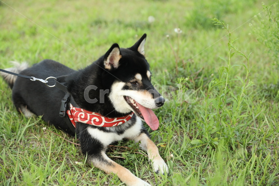 시바,시바견,개,강아지,산책,dog,puppy,동물,animal,개,강아지,dog,doggy