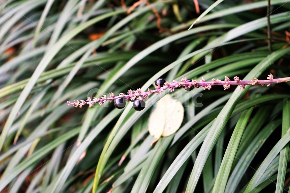 맥문동,열매,꽃대,녹색,식물,liriopeplatyphylla,nature,autumn,plant,식물,자연,plants,nature,과일,열매,fruit