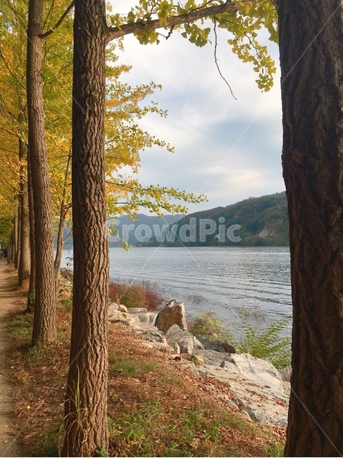 tree,나무,호수,가을,단풍