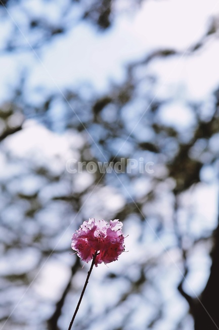 홍매화,flower,pink,tree,apricotflower,purple