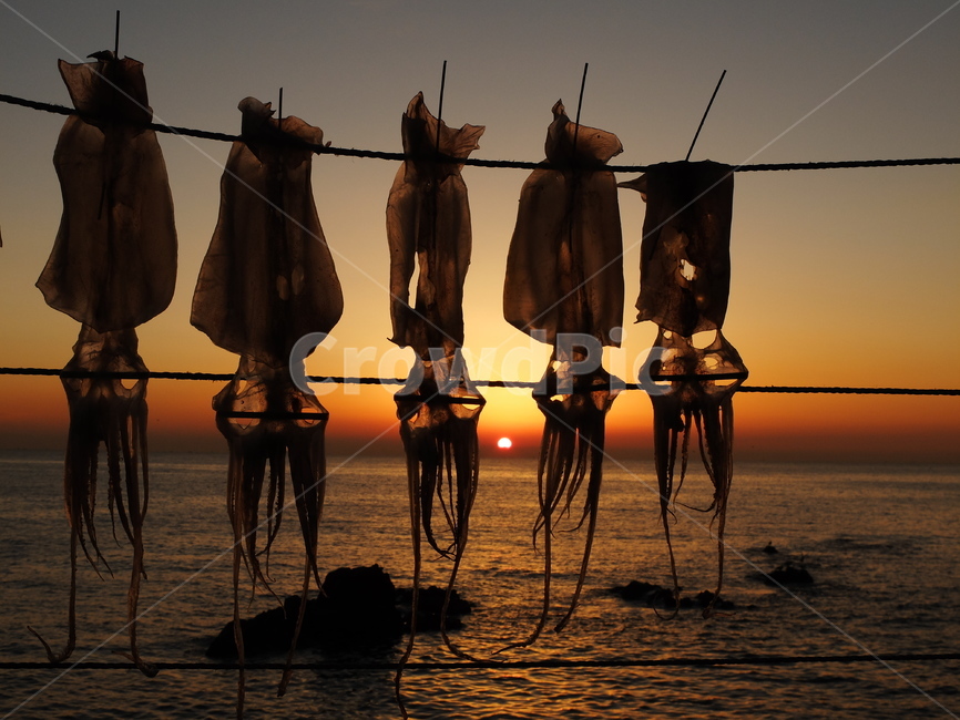 일출,오징어,바다,노을,아침바다,어업,fishery,fishing industry