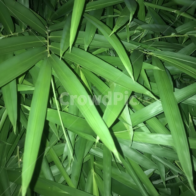 잎,이파리,초록,leaf,green