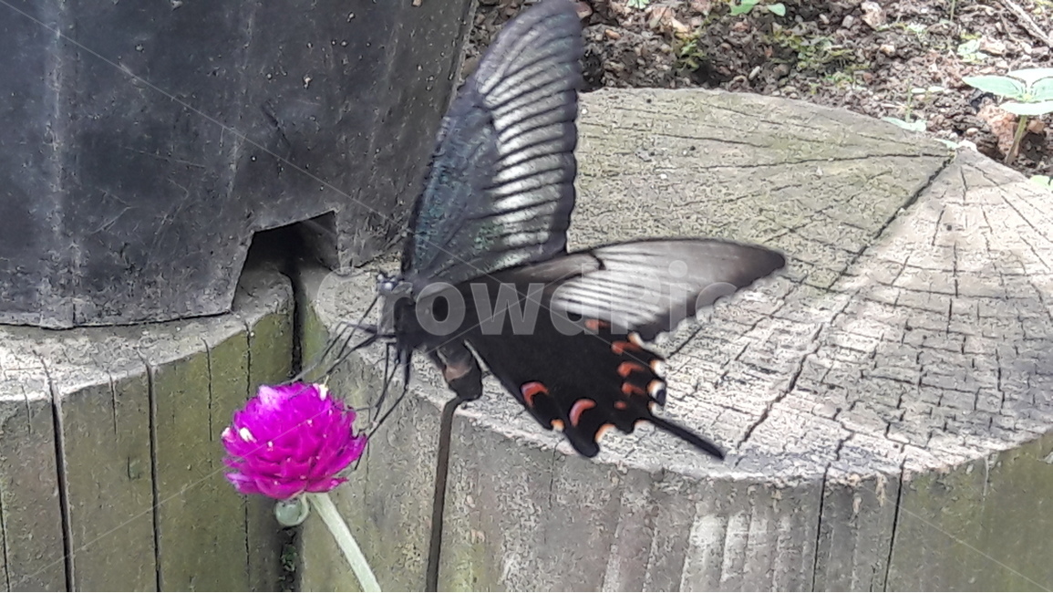인천나비공원,천일홍,나비,꽃,식물,동물,animal,곤충,벌레,insect,bug