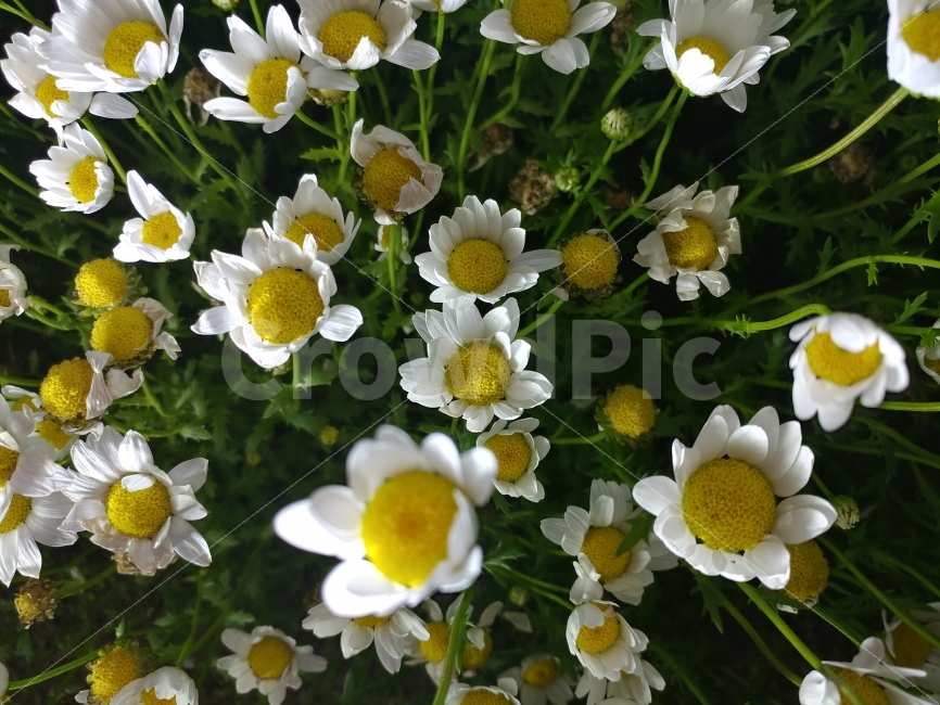 꽃,접사,풍경,밤풍경,폰카,국화,식물,자연,plants,nature,꽃,flower