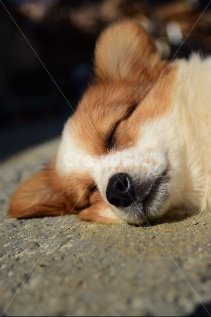 애완동물,강아지,애완견,동물,반려견,낮잠,개,동물,animal,포유류,mammal,개,강아지,dog,doggy