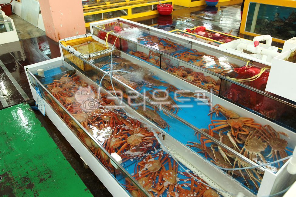 수산시장,수산물시장,해산물,해물,수족관,활어,생물,대게,수조,어시장,꽃게,자연산활어,홍게,게,문어,활어회,횟집,붉은대게,대게요리,음식재료,시장,회센터,회타운,마트,마켓,생선,물고기,식자재,음식,식재료,요리,food,cook,meal,dishes,food reserves