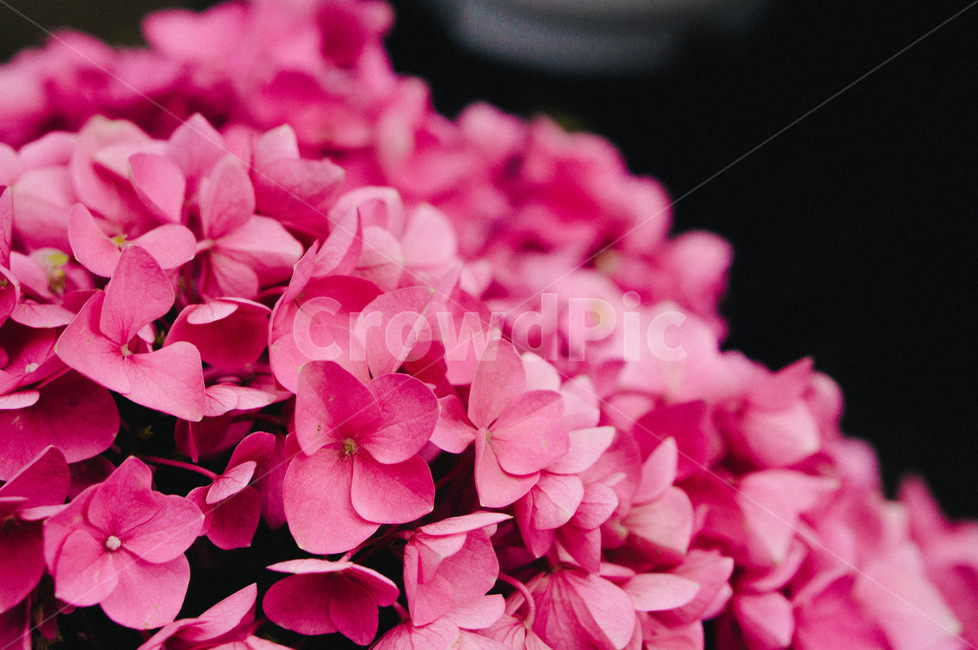 수국,꽃,여름꽃,자연,hydrangea,6월,일본수국,수국꽃