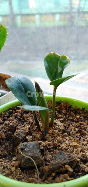 화분,새싹,식물,새생명,봄,식물,자연,plants,nature